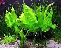 Nuphar japonicum ADET - ÖN SİPARİŞ