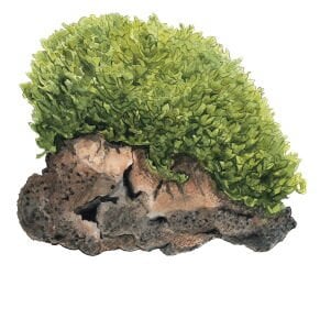 Tropica - Monosolenium tenerum 1-2 Grow!