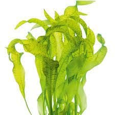 Ottelia ulvifolia ADET - ÖN SİPARİŞ