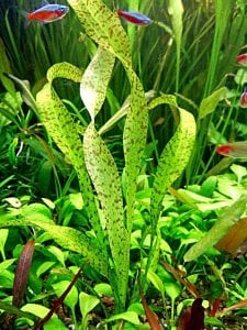 Ottelia ulvifolia ADET - ÖN SİPARİŞ