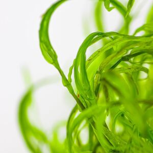 Tropica - Najas guadalupensis Guppy Grass 1-2 Grow!