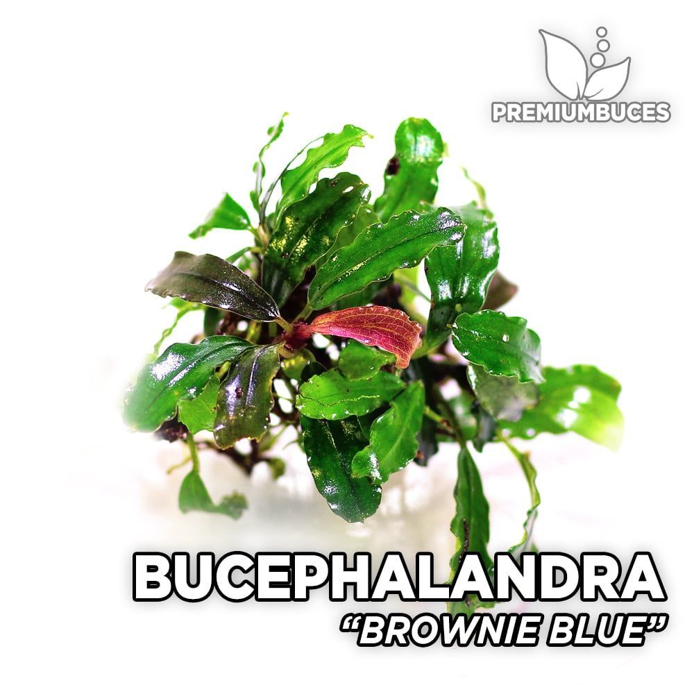 Bucephalandra brownie blue ADET