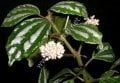 Pilea cadierei nana ADET ÖN SİPARİŞ