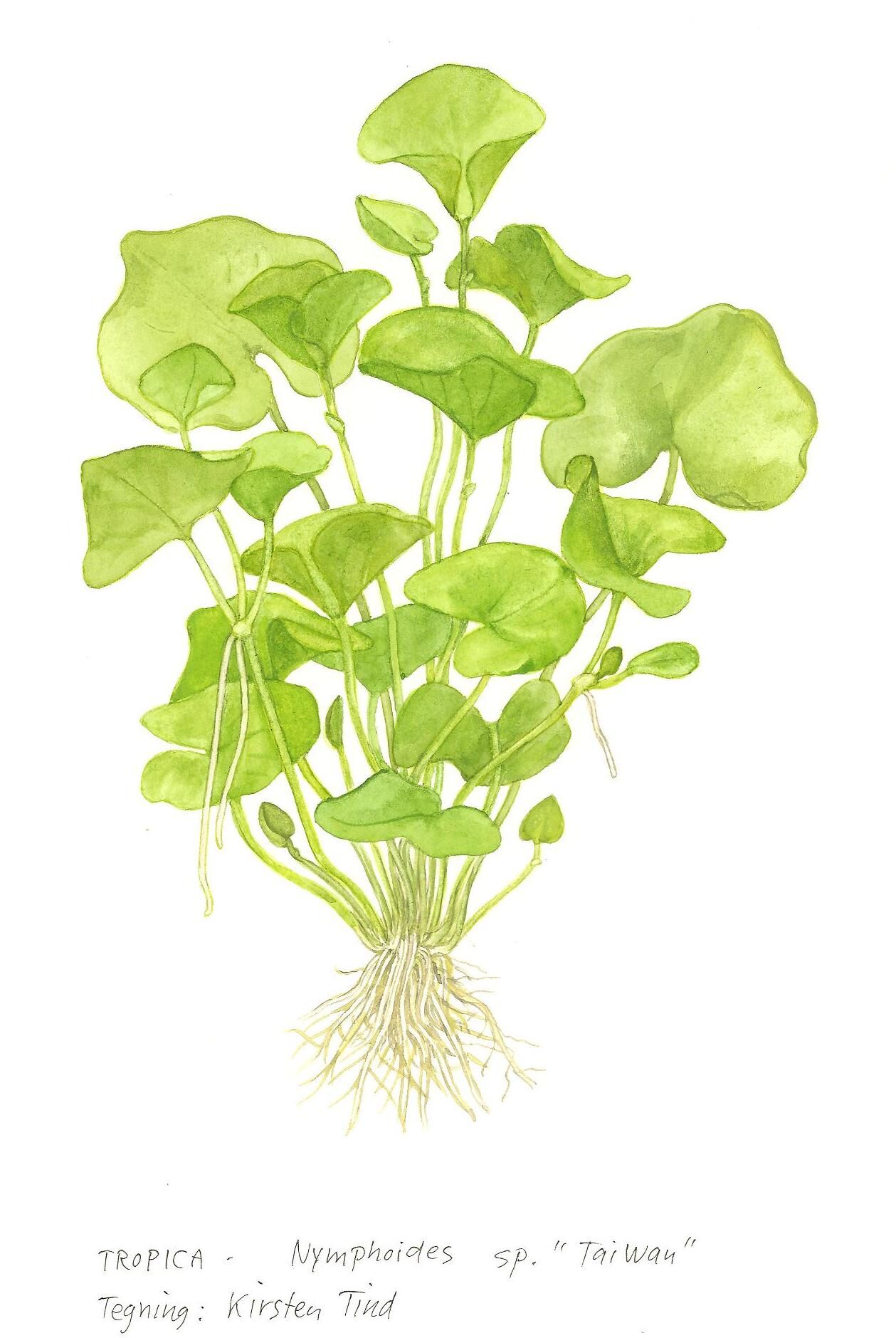 Tropica - Nymphoides hydrophylla Taiwan 1-2 Grow!