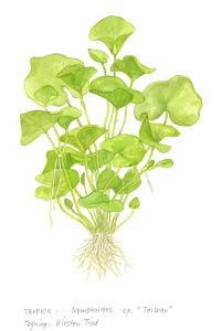 Tropica - Nymphoides hydrophylla Taiwan 1-2 Grow!