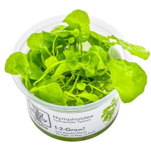 Tropica - Nymphoides hydrophylla Taiwan 1-2 Grow!