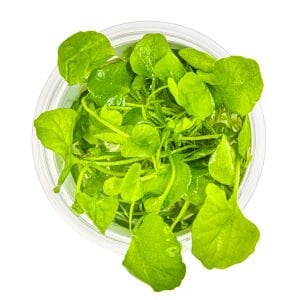 Tropica - Nymphoides hydrophylla Taiwan 1-2 Grow!