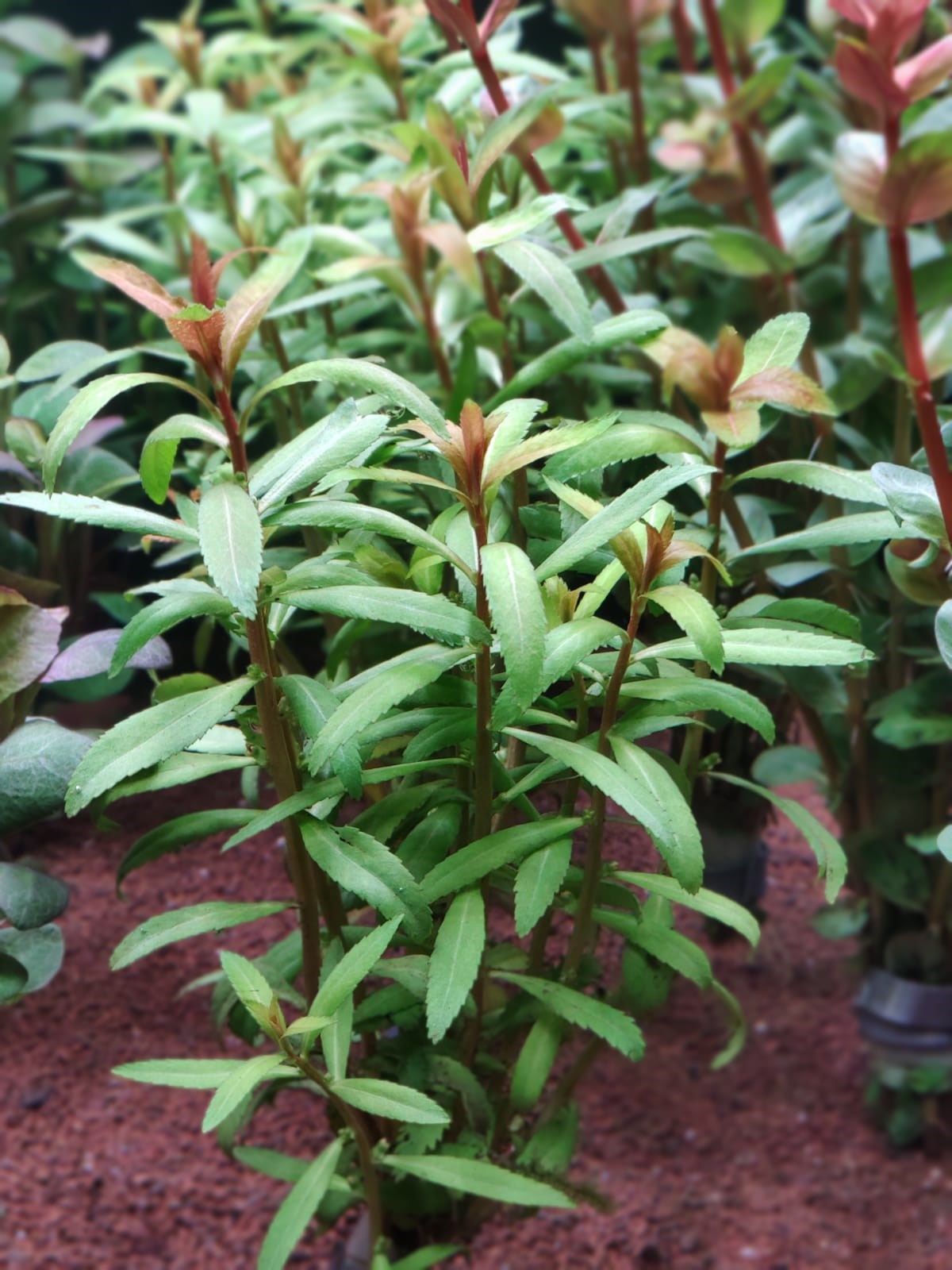 Proserpinaca palustris 'Cuba İTHAL BUKET - ÖN SİPARİŞ