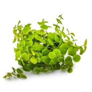 Tropica - Phyllanthus fluitans 1-2 Grow!