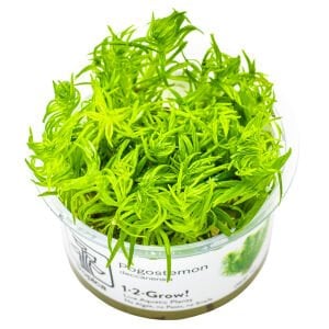 Tropica - Pogostemon deccanensis 1-2 Grow!