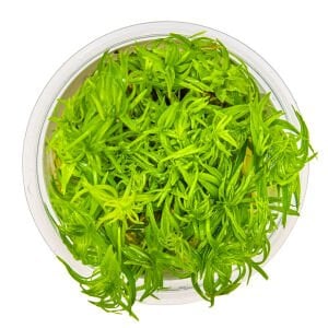 Tropica - Pogostemon deccanensis 1-2 Grow!