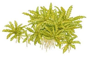 Tropica - Pogostemon helferi 1-2 Grow!