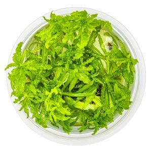 Tropica - Pogostemon helferi 1-2 Grow!