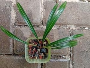 Aridarum bakoaella nakamotoi ADET