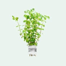 Rotala sp pearl İTHAL BUKET ÖN SİPARİŞ