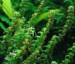 Rotala sp pearl İTHAL BUKET ÖN SİPARİŞ