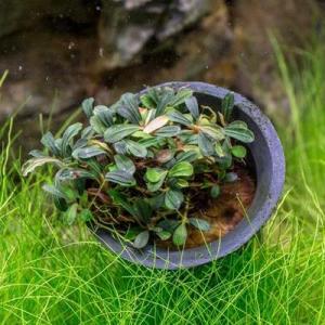 Bucephalandra lamandau mini ADET