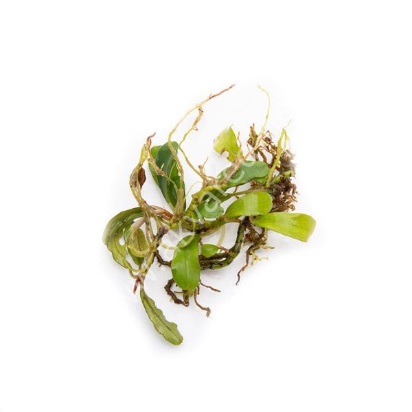 Bucephalandra lamandau mini ADET