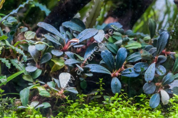 Bucephalandra lamandau mini ADET