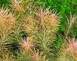 Rotala rotundifolia reddish vietnam İTHAL BUKET ÖN SİPARİŞ