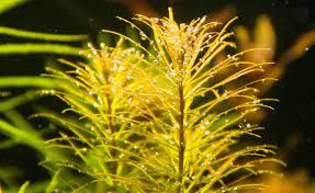 Rotala rotundifolia reddish vietnam İTHAL BUKET ÖN SİPARİŞ