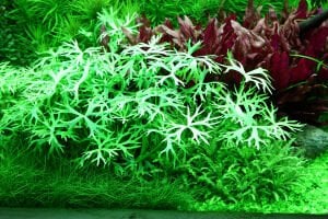 Tropica - Ranunculus inundatus 1-2 Grow!