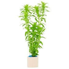 Tonina fluviatilis BUKET