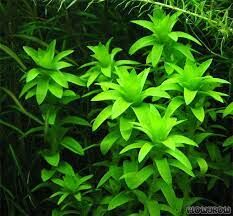Tonina fluviatilis BUKET