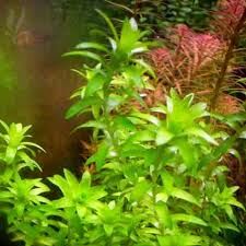 Tonina fluviatilis BUKET