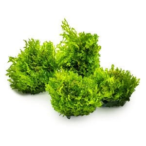 Tropica - Riccardia chamedryfolia 1-2 Grow!