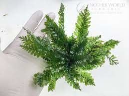 Trichomanes Javanicum (Aqua Fern) İTHAL BUKET - ÖN SİPARİŞ