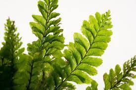 Trichomanes Javanicum (Aqua Fern) İTHAL BUKET - ÖN SİPARİŞ