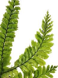 Trichomanes Javanicum (Aqua Fern) İTHAL BUKET - ÖN SİPARİŞ