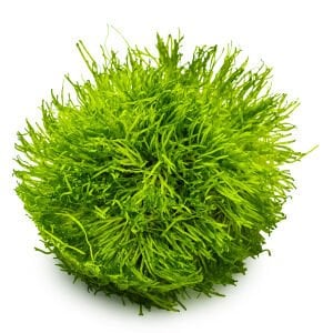 Tropica - Riccia fluitans 1-2 Grow!