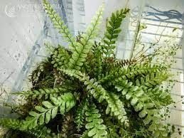 Trichomanes Javanicum (Borneo Fern) ÖN SİPARİŞ
