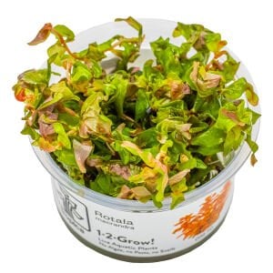 Tropica - Rotala macrandra 1-2 Grow!