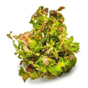 Tropica - Rotala macrandra 1-2 Grow!