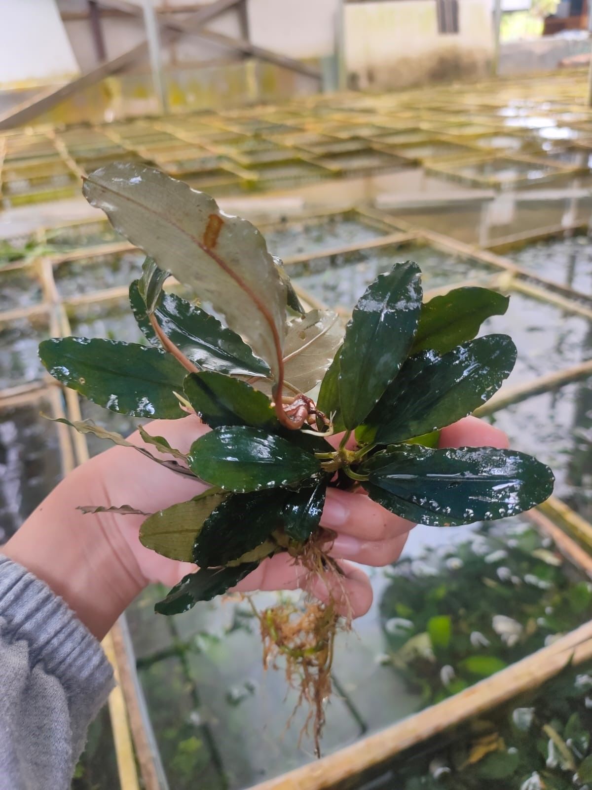 Bucephalandra melon blue PORSİYON 10X10CM