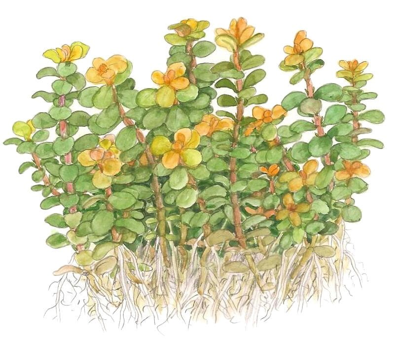 Tropica - Rotala indica Bonsai 1-2 Grow!