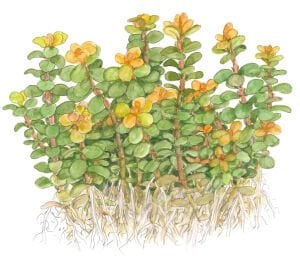 Tropica - Rotala indica Bonsai 1-2 Grow!