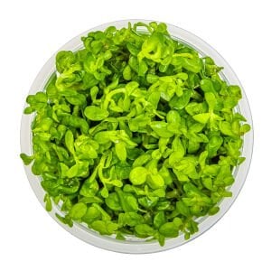 Tropica - Rotala indica Bonsai 1-2 Grow!