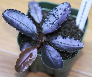 AkvaRED - Bucephalandra melon blue İTHAL ADET