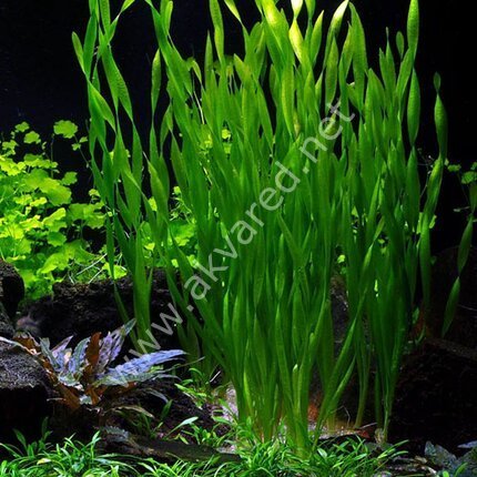 Vallisneria sp torta (Burgulu Saz) BUKET ÖN SİPARİŞ