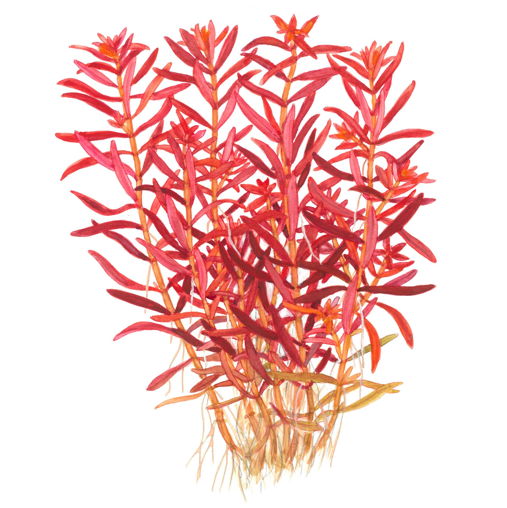Tropica - Rotala rotundifolia Blood Red 1-2 Grow!