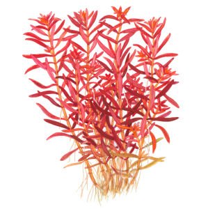 Tropica - Rotala rotundifolia Blood Red 1-2 Grow!