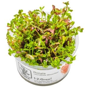 Tropica - Rotala rotundifolia Blood Red 1-2 Grow!