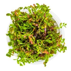 Tropica - Rotala rotundifolia Blood Red 1-2 Grow!