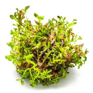 Tropica - Rotala rotundifolia Blood Red 1-2 Grow!