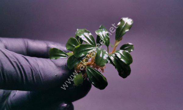 Bucephalandra mini venus ADET