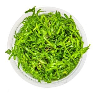 Tropica - Rotala rotundifolia Green 1-2 Grow!